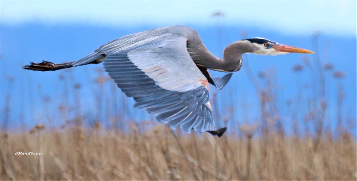 Chris Tyrus Parlow tweet media