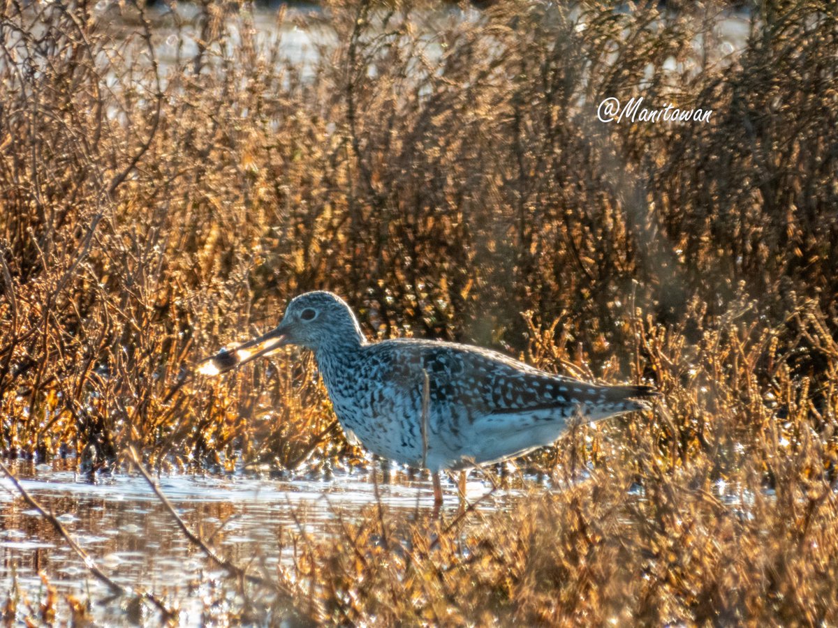 Chris Tyrus Parlow tweet media