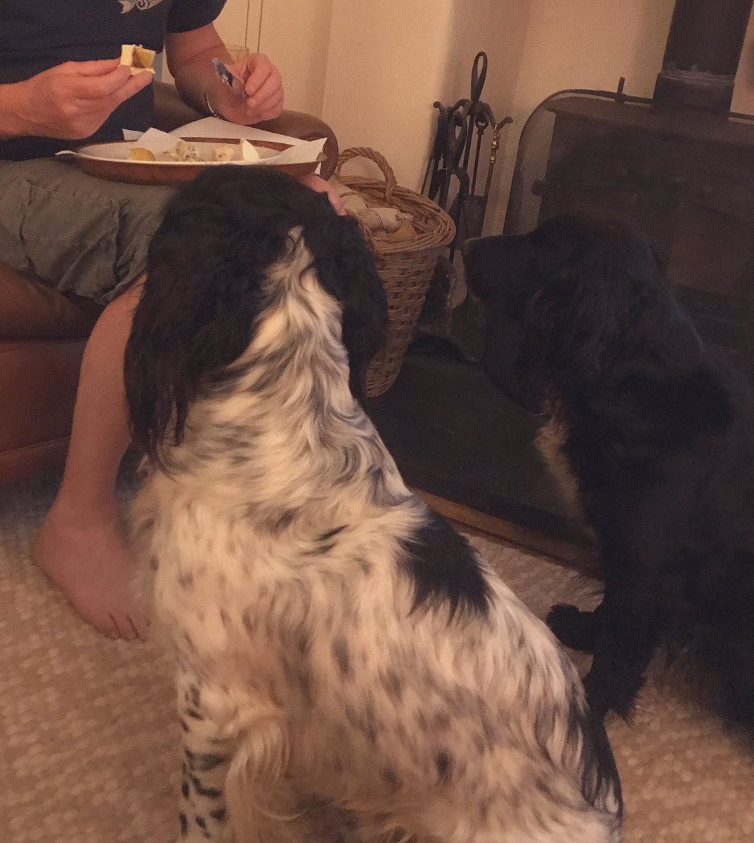 madcap_max's tweet photo. Everyone! HuDad has CHEESEπ§π§ π§ #whoopwhoop #nomnomnom #savesomeforus #cheeseheads https://t.co/Xm5WhBfn7s