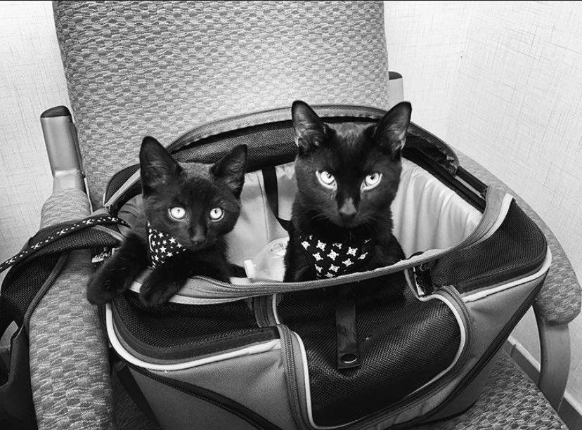 HauntzerSyndra's tweet photo. come on @TravisGafford let @esports_kobe get a cat! look how cute my baby syndra & hauntzer are! #catforkobe ! #lcs #syndra #hauntzer https://t.co/woLSZYaBlp