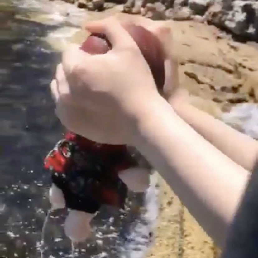 jenoGOs's tweet photo. a kfan dropped her haechan doll in the ocean while trying to take aesthetic pictures and just the progression of these pics sends 💀💀 https://t.co/eAnZa4fvBJ