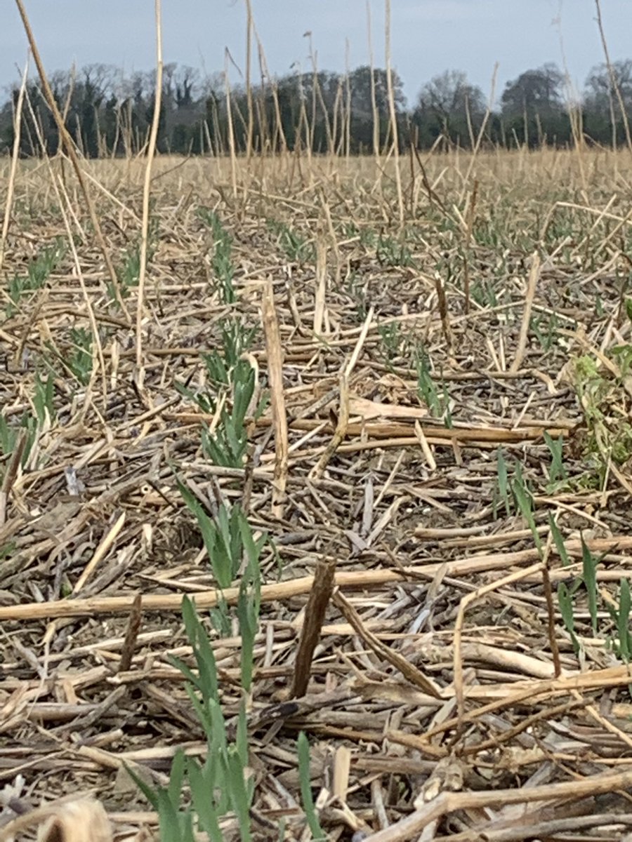 maynoothfarmer's tweet photo. Very happy with his direct drilled barley/pea #combicrop , especially from a horrible disappointing autumn establishment. It’s only one #covercrop away from the plough 🤗 Holding moisture much better than our min tilled barley https://t.co/83ErRJmH53