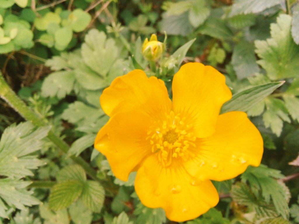 s4r4h_l's tweet photo. #wildflowerhour @wildflower_hour Ahhhh, four minutes late again! This week's I've found Hawthorn blossom, wild buttercups, wild garlic and vetch I think? #wildflowerID #springnaturediary #solaceinnature https://t.co/UjLFegfFhq