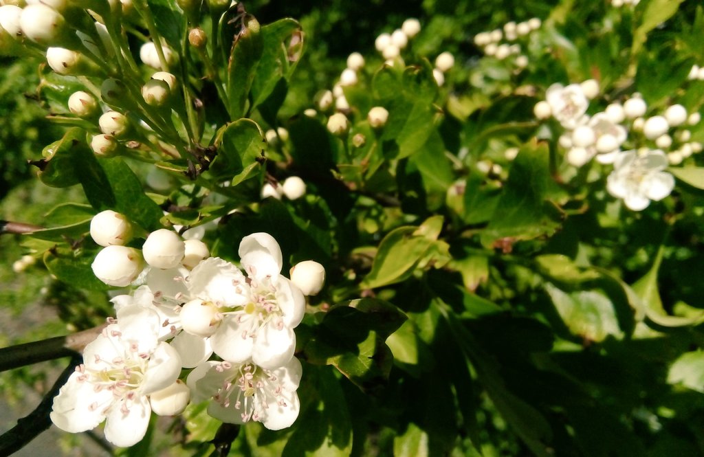 s4r4h_l's tweet photo. #wildflowerhour @wildflower_hour Ahhhh, four minutes late again! This week's I've found Hawthorn blossom, wild buttercups, wild garlic and vetch I think? #wildflowerID #springnaturediary #solaceinnature https://t.co/UjLFegfFhq