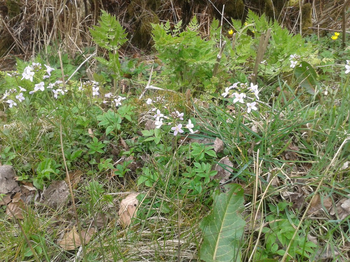 #LadysSmock on my daily allowed exercise route 😊 #Stirlingshire #wildflowerhour #Iloveflowers #wildflowers #Scotland