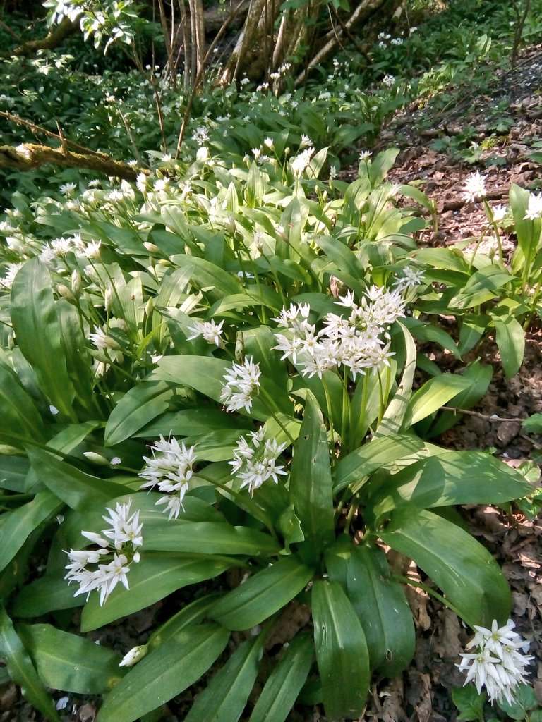 s4r4h_l's tweet photo. #wildflowerhour @wildflower_hour Ahhhh, four minutes late again! This week's I've found Hawthorn blossom, wild buttercups, wild garlic and vetch I think? #wildflowerID #springnaturediary #solaceinnature https://t.co/UjLFegfFhq
