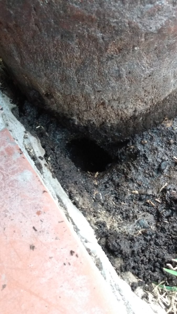 nicosaralegui's tweet photo. Al lado de un poste que sostiene un techo me apareció un agujero grande. Empecé a rellenar con tierra, y a pesar de que metía y metía no llegaba a taparlo. Puse la manguera para que se apelmazara y poder seguir tirando. Y salió el dueño de casa. https://t.co/lx9BH7pHfQ