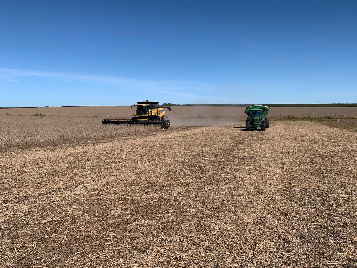 BebeMorales1's tweet photo. #Cosecha2020 Seguimos levantando 📚informacion 📚 de 🌱66MS01🌱 el pre-lanzamiento de @macro_seed GM VI largo en RR1!!! Genética de punta +Fenotipo compacto y moderno +  elevado número de nudos +alto NG y P1000=📈rendimiento de nuestra variedad líder de la ENC!!!📍El Tala-Soriano https://t.co/bQdwMUXuAf