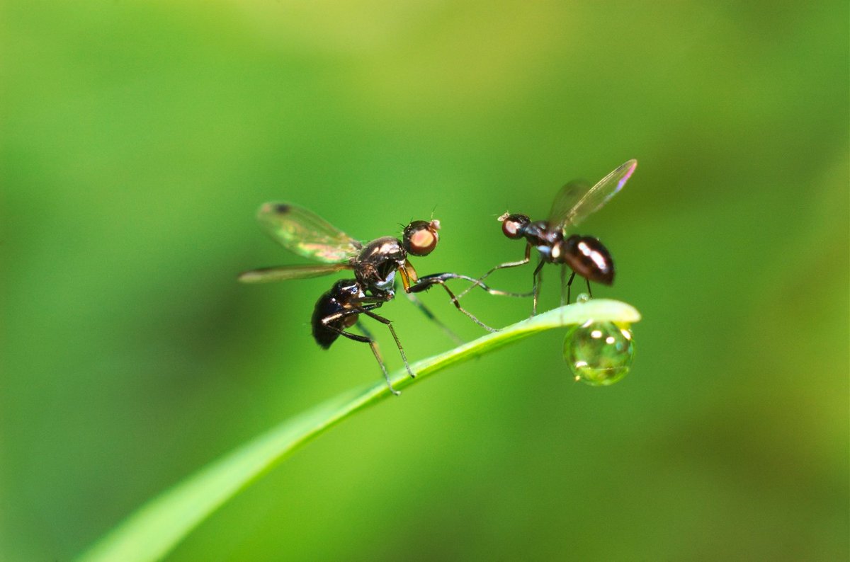 ValkovR's tweet photo. Following @flygirlNHM's tweet about the mating dance of the garden fork, I am posting a Sepsidae mating dance. This is one of those moments when I trusted my camera to calculate flash output because I had to concentrate on capturing the moment. #flies #diptera #sepsidae https://t.co/OfvfTwfML8