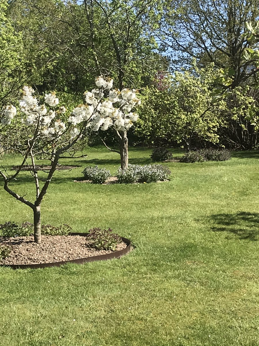 vablawrence's tweet photo. Loving our fruit trees from
@EWBNursery edged with @everedge and underplanted with #beeloving #lungworts #pulmonaria from @HOWGREENNURSERY https://t.co/DQ7fPMJIif