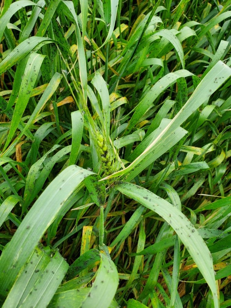 Check your wheat for bugs!!! South of Kingfisher, Ok. <a href="/zmeyer87/">Zack Meyer</a> <a href="/treygilchrist14/">Trey Gilchrist</a> <a href="/ChsOklahoma/">CHS Oklahoma</a> @eparr185
