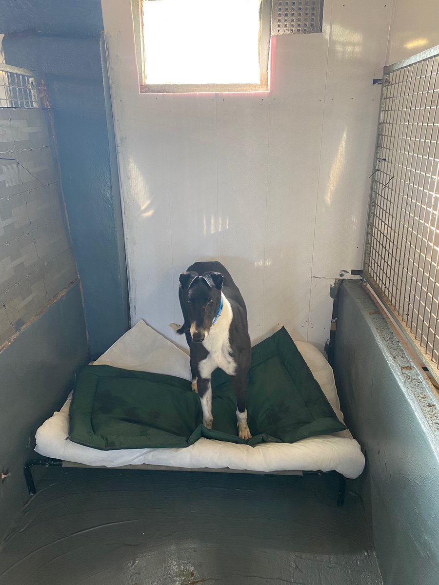 Larry and Fallon awaiting their opportunity to find homes to call their own. Hopefully won’t be long boys.