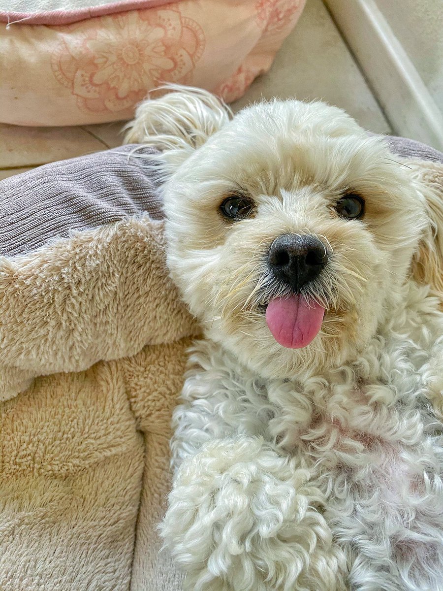 URGENT DOG TONGUE ROLL CALL PLEASE PRESENT YOUR DOG TONGUES AT THIS TIME