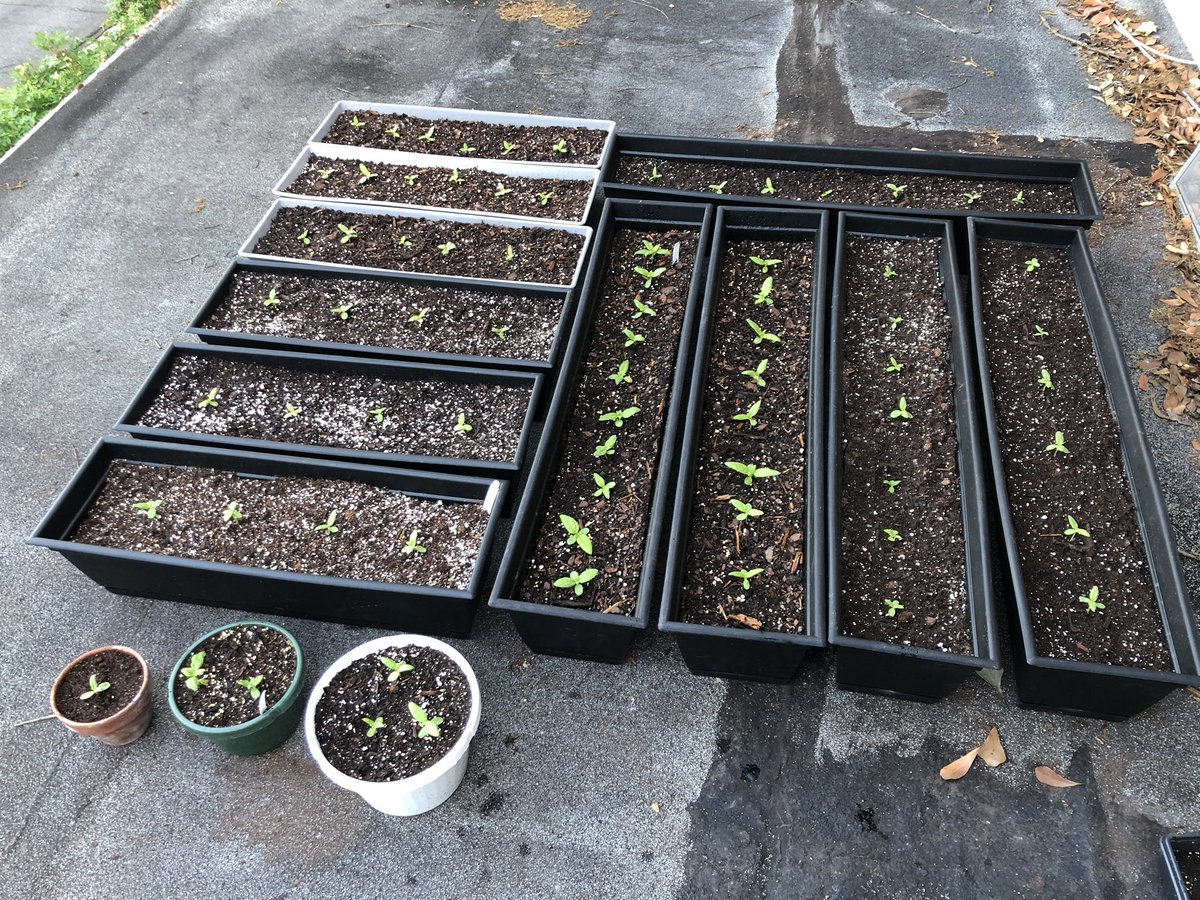 Sunflower update: All seedlings were transplanted earlier this week and are currently thriving 