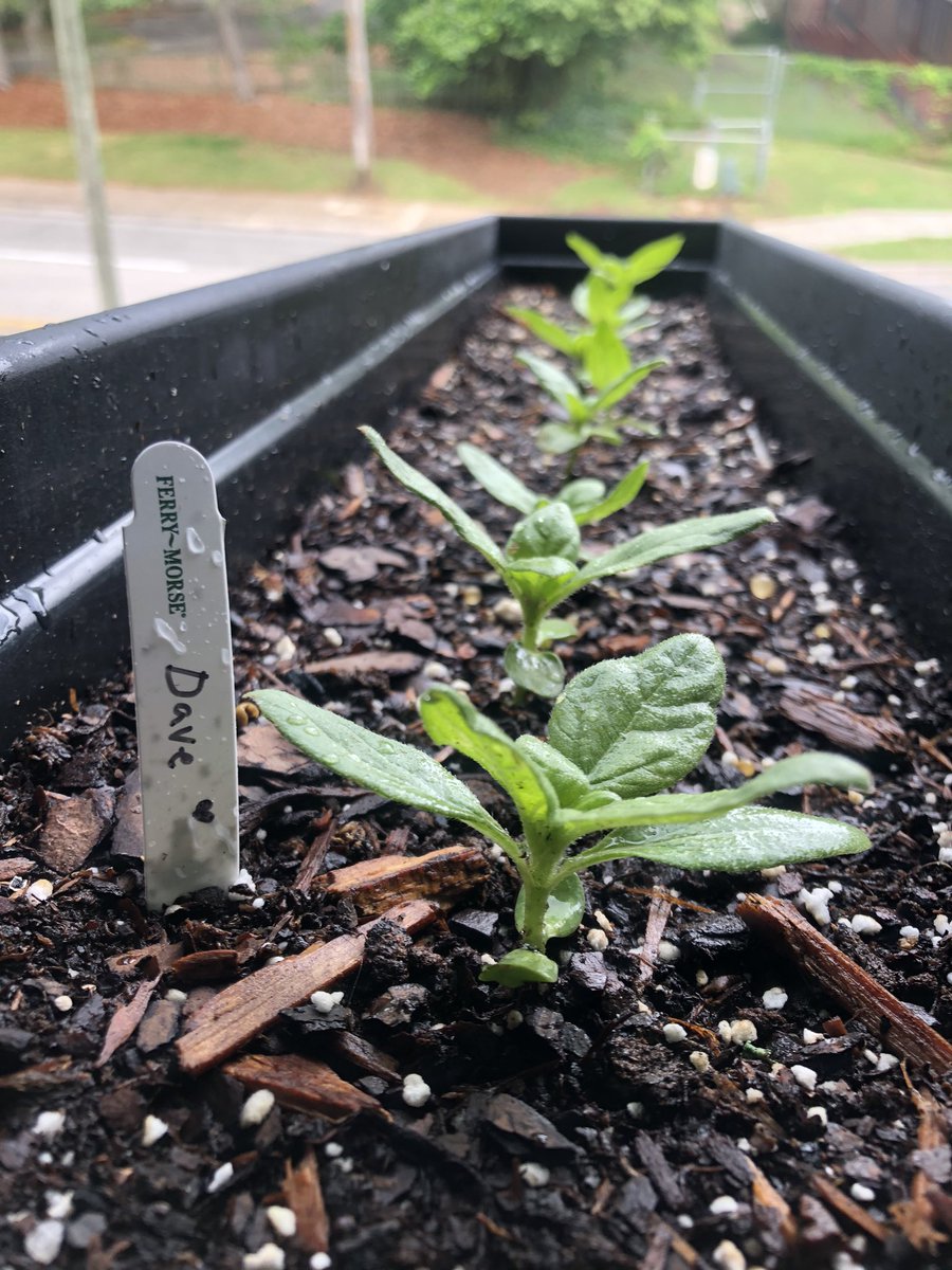 Sunflower update: All seedlings were transplanted earlier this week and are currently thriving 