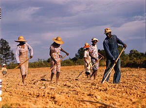 After the Civil War, lots of Black ppl in the south became sharecroppers. Tenant farming was basically renting land for a share of the crop, then they'd be coerced to sell the rest to the landowner for less than market price. It put Black farmers in perpetual debt & poverty.