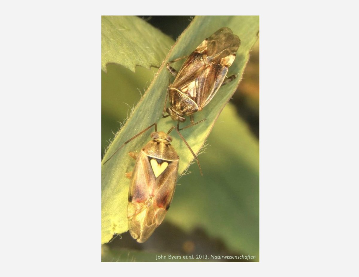 Enter the male plant bug. They passively mate guard females through chemical means, BY LEAVING BEHIND A STENCH THAT MAKES HER UNATTRACTIVE TO OTHER MALES