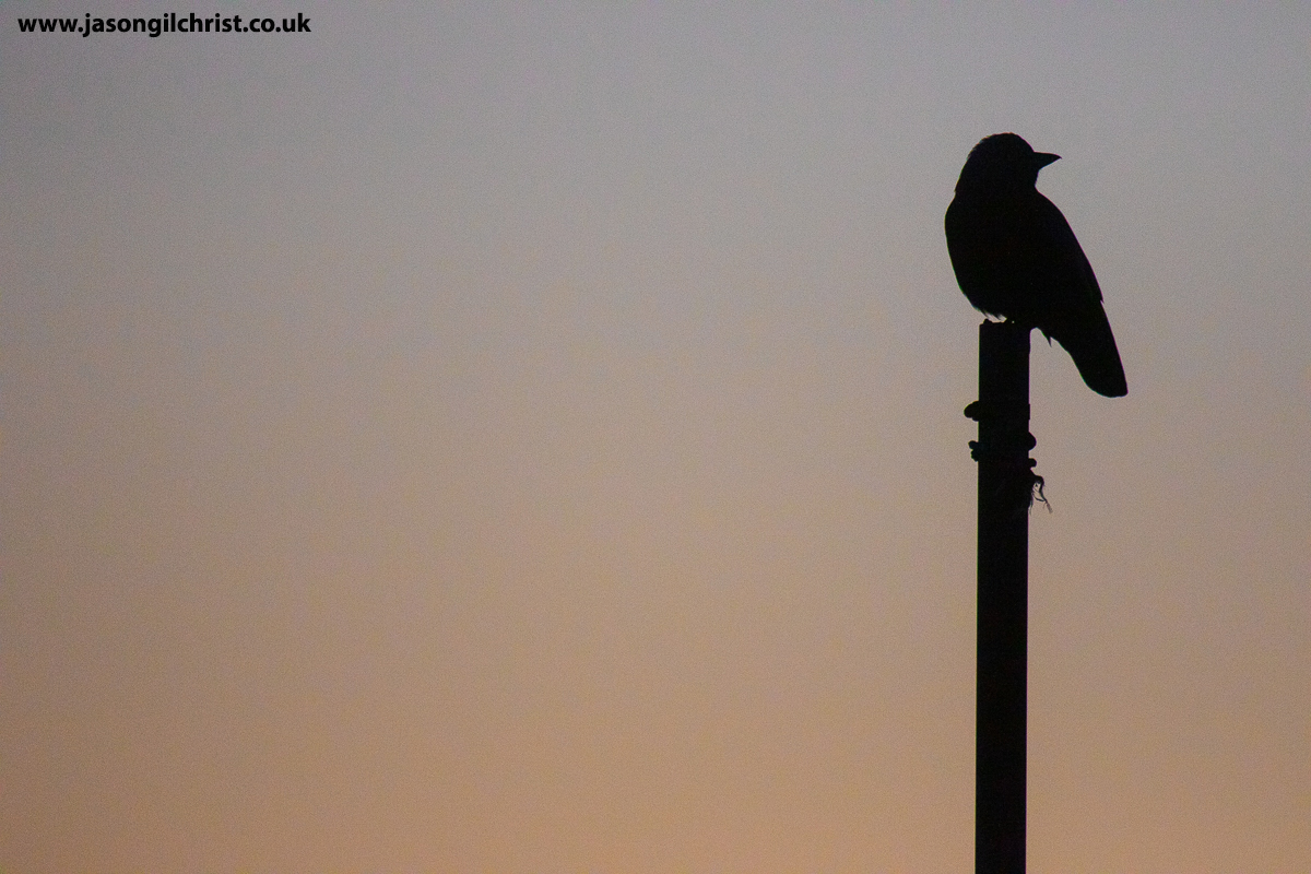 jgilchrist13's tweet photo. Jackdaw on post in last light of dusk. Bathgate, West Lothian, Scotland. Coloeus monedula. #jackdaw #Coloeusmonedula #nature #DailyExercise #StayLocal #OneExercise #lockdownexercise #birdphotography #bird #birdwatching #ThePhotoHour #Bathgate #WestLothian #Scotland #ScotlandIsNow https://t.co/AMGPDpOReS
