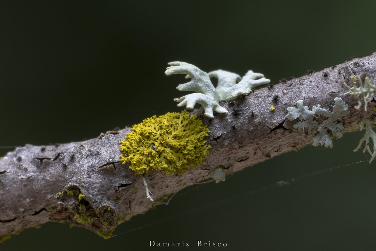 I wonder about the interactions between lichen species... 4/