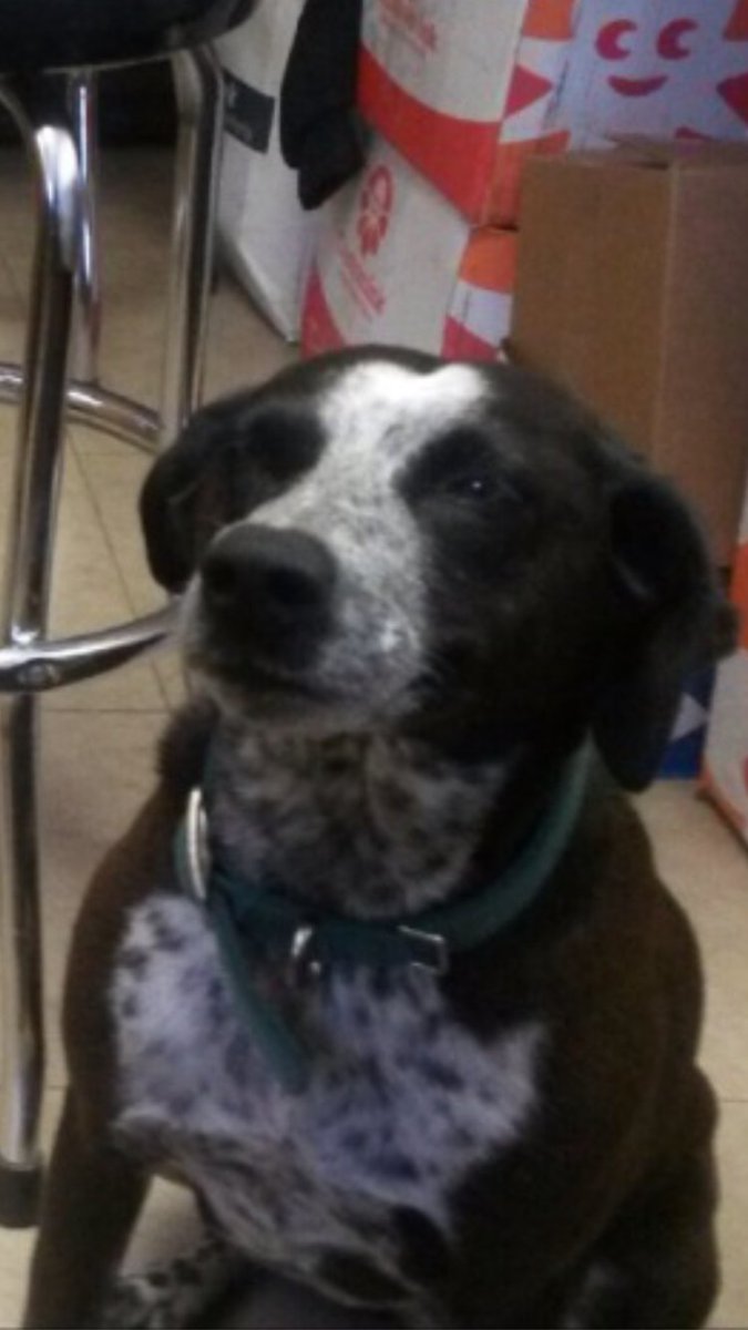 AspectTriz's tweet photo. Sorry Guys/Girls for ending the stream early today! April 16 which was 3 days ago my Dog "Abby" died due to old age. I just want to say thanks for the people that have been showing me Love and support. Today is one of the hardest days I had to go through #neverwillbeforgotten https://t.co/at9tfXawL4