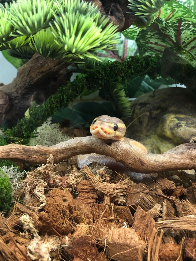 Hourly Snakes On Twitter Https T Co I6iealeswu Twitter