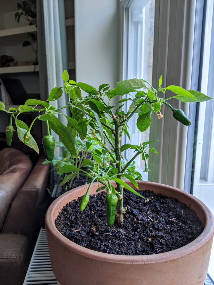 Day 1 of #MyLifeInPictures. No words, no people, no explanations. Nominate someone new every day.

I was nominated by 
<a href="/SallyOHal/">Dr.Sally O' Halloran ☘️</a>

Today I nominate
<a href="/FrankielBoyd/">Dr Frankie Boyd</a>