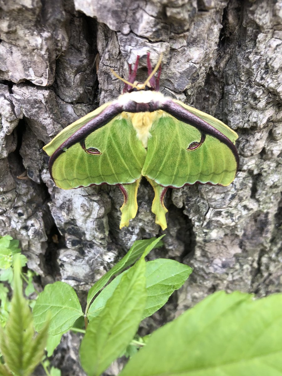 Does anyone know the name of this big green guy we found on our walk today? 🦋(there isn’t a moth emoji) #CIS_APS #gemmafoundit