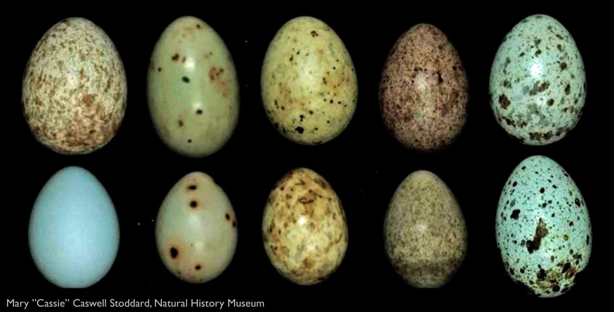 The common cuckoo is a brood parasite that lays its eggs in the nests of other bird species. Their eggs (top) remarkably resemble those of their hosts (bottom), making it hard to tell them apart!