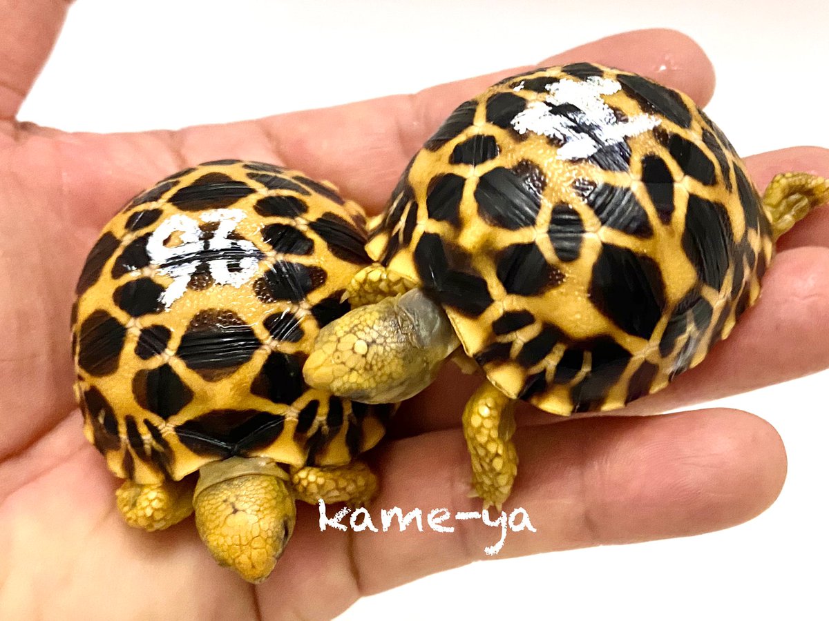 Kame Yaナオ おはよう御座います 前回とは違う子ですよ W ビルマホシガメ