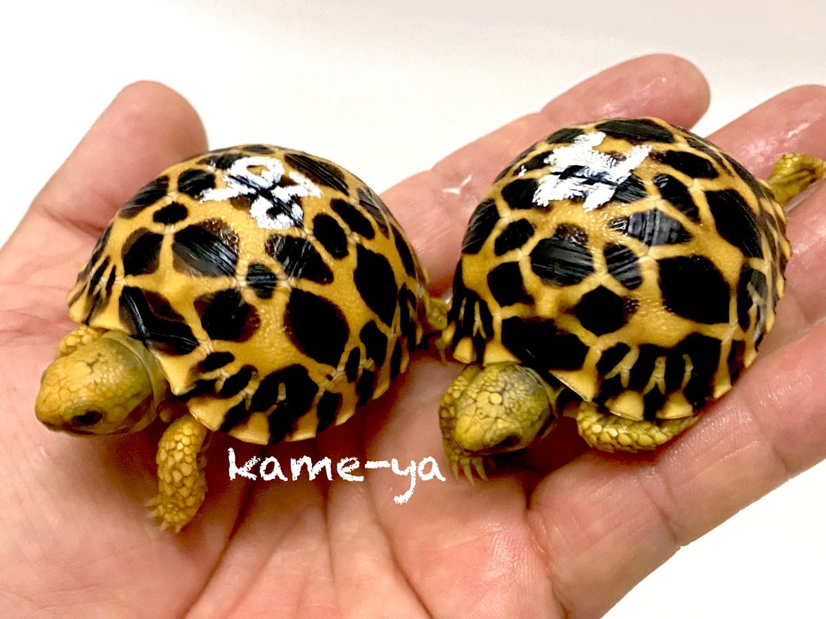 Kame Yaナオ おはよう御座います 前回とは違う子ですよ W ビルマホシガメ