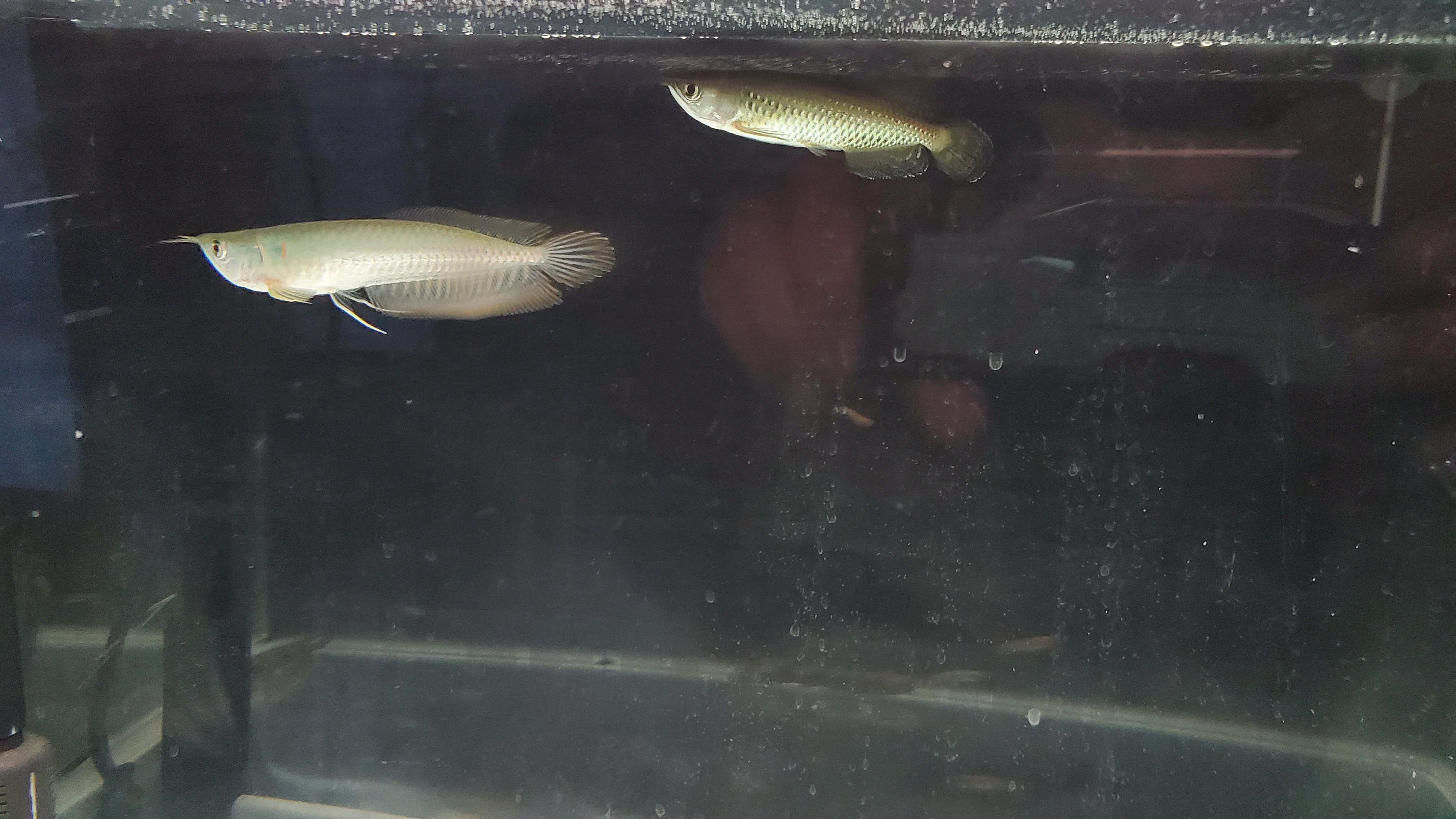 古代魚 長介 混泳３日目 今のところ無傷 シルバーアロワナ ノーザンバラムンディ アクアリウム T Co 54cfbdraig Twitter