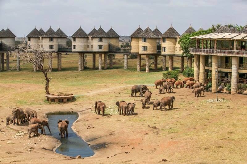 Do you love fine architecture?Then you should visit the amazing Sarova Saltlick. The lodge prides itself as one of the most photographed lodges in the world.