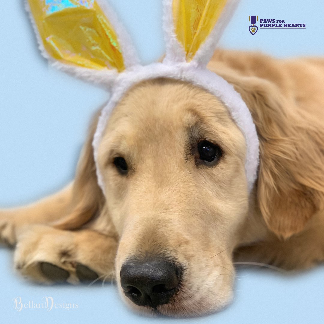 Paws4Sa's tweet photo. Happy Easter to all my peeps! #pawsforpurplehearts #nonprofit  #pphnoah #happyeaster https://t.co/hD4JFklmgz