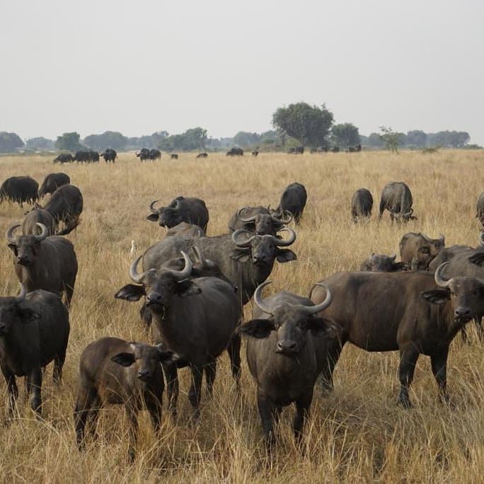 Dovetreesafaris's tweet photo. The African Buffaloes
Photo by @jakob.noel 📸

#tourguides #traveladdictstours #traveltogether❤️ #traveladdict #wilderness #wildlife #visituganda #covid #staysafe #queenelizabethnationalpark🐘🐗 #ug360🇺🇬 https://t.co/XgULcLqHDd