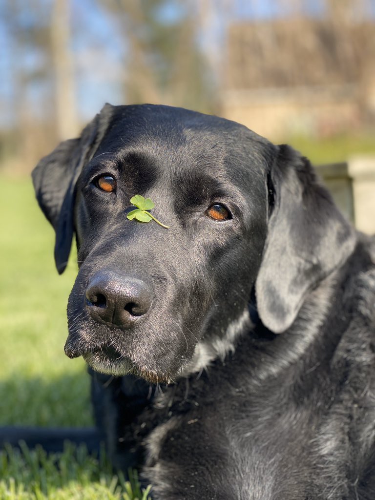 Happy Easter everyone. Here’s one lucky pup I get to hang with today (and everyday ❤️). #EasterSunday #lucky #luckydog