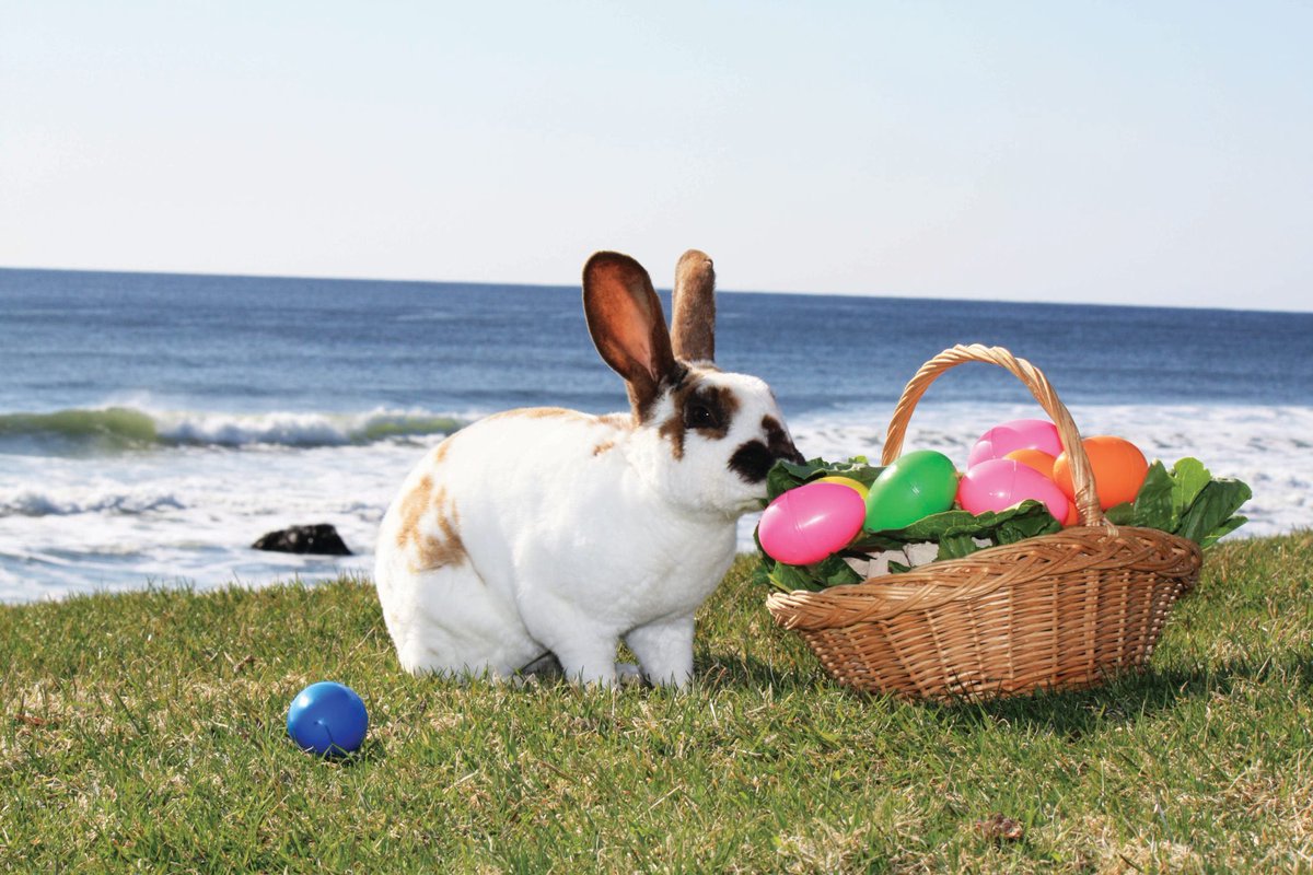 LuciferContest's tweet photo. 🐰🌷 Happy Easter to all LucFans! ##🌷🐰#StayAtHome #StaySafe https://t.co/WZTVi9PGgv