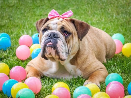 Happy Easter Bulldogs! Stay safe and know we are all thinking about you! 💙