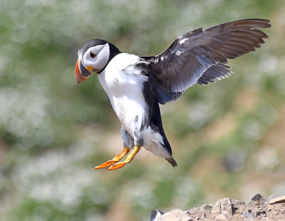 Puffin pic 28 #PuffinsCalendar2021 