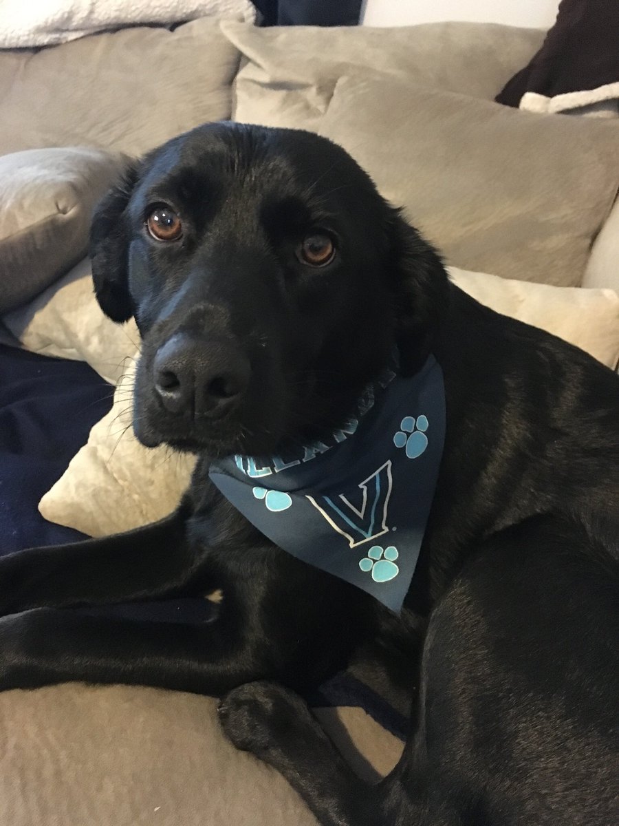 JenBurnham1127's tweet photo. @NovaAthletics Here is Rollie #NovaPets https://t.co/urOplcBLAf