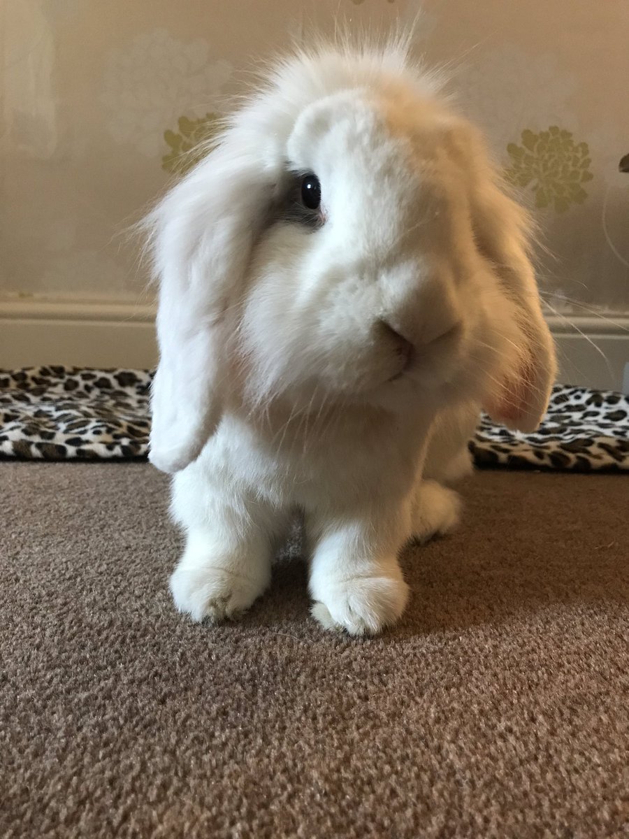 SallySnowball_'s tweet photo. It is with the heaviest heart that we tell you that our beautiful Princess Sally went over the rainbow bridge this afternoon to meet her Roy.

She was such a strong, brave girl &amp; she’ll always have a special place in our hearts. There will never be another bunny like her.
🌈💕🐰 https://t.co/vY8jjiqzGi