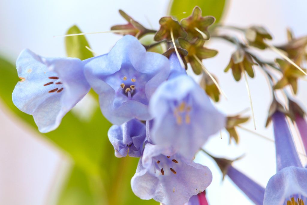 EMU_News's tweet image. Over the past year, a group of volunteers has been working to remove invasive species from the woods on EMU’s campus. Native wildflowers now have the space to grow, gathering the attention of regular walkers and plant enthusiasts. 
buff.ly/3b5sfqg
#emuview