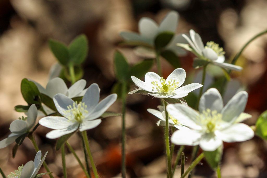 EMU_News's tweet image. Over the past year, a group of volunteers has been working to remove invasive species from the woods on EMU’s campus. Native wildflowers now have the space to grow, gathering the attention of regular walkers and plant enthusiasts. 
buff.ly/3b5sfqg
#emuview