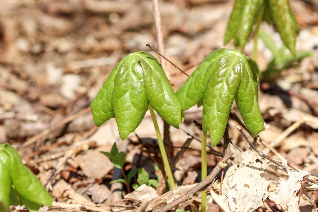 EMU_News's tweet image. Over the past year, a group of volunteers has been working to remove invasive species from the woods on EMU’s campus. Native wildflowers now have the space to grow, gathering the attention of regular walkers and plant enthusiasts. 
buff.ly/3b5sfqg
#emuview