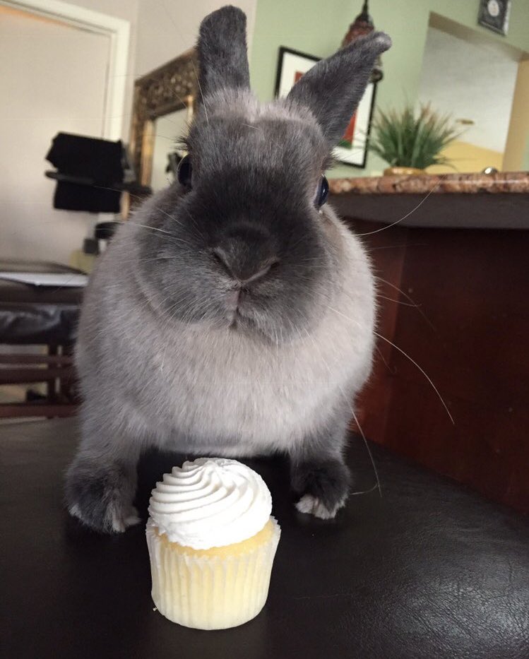 🐰