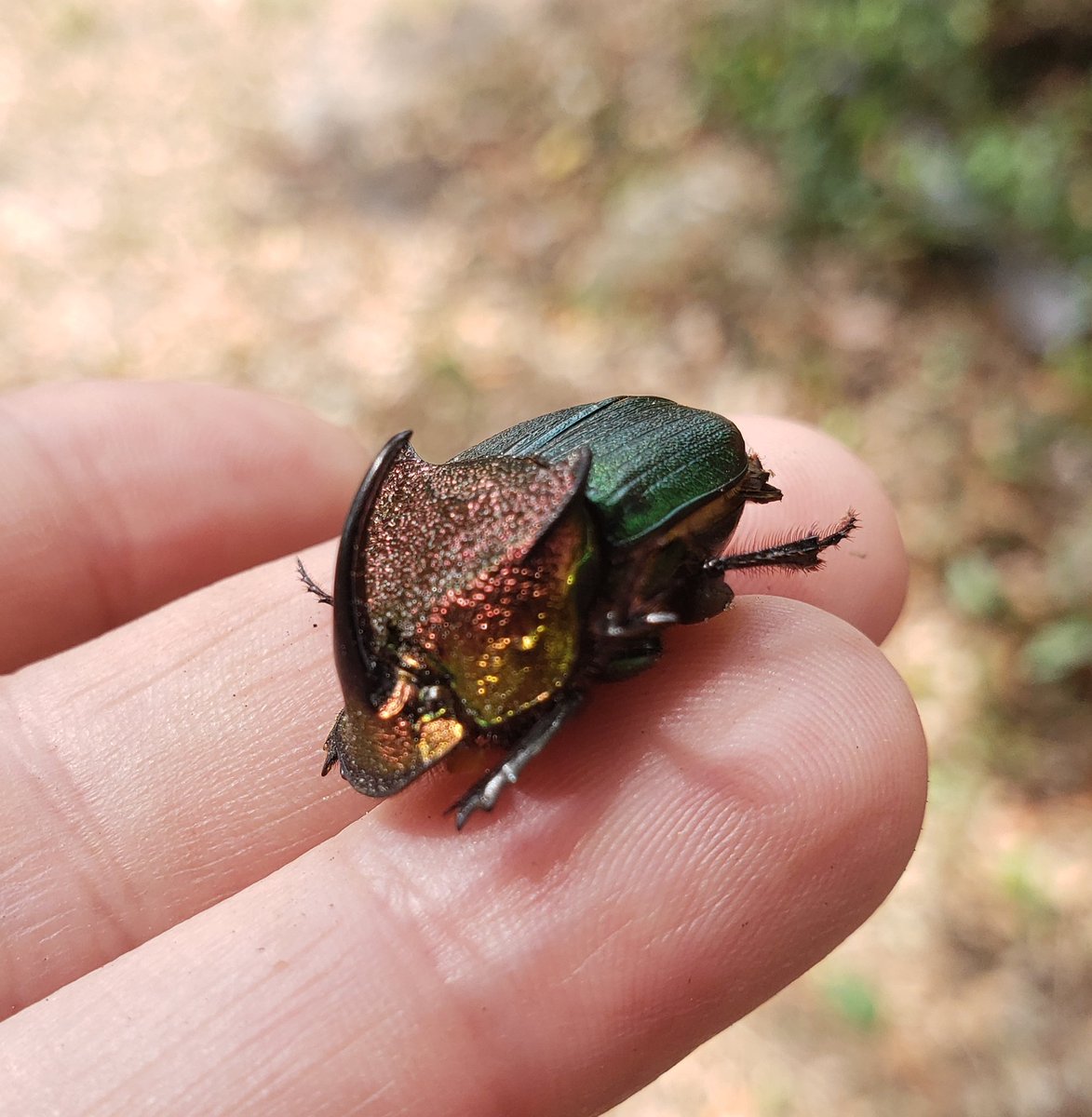 Paxson 🌿🐦🏳️‍🌈 tweet media