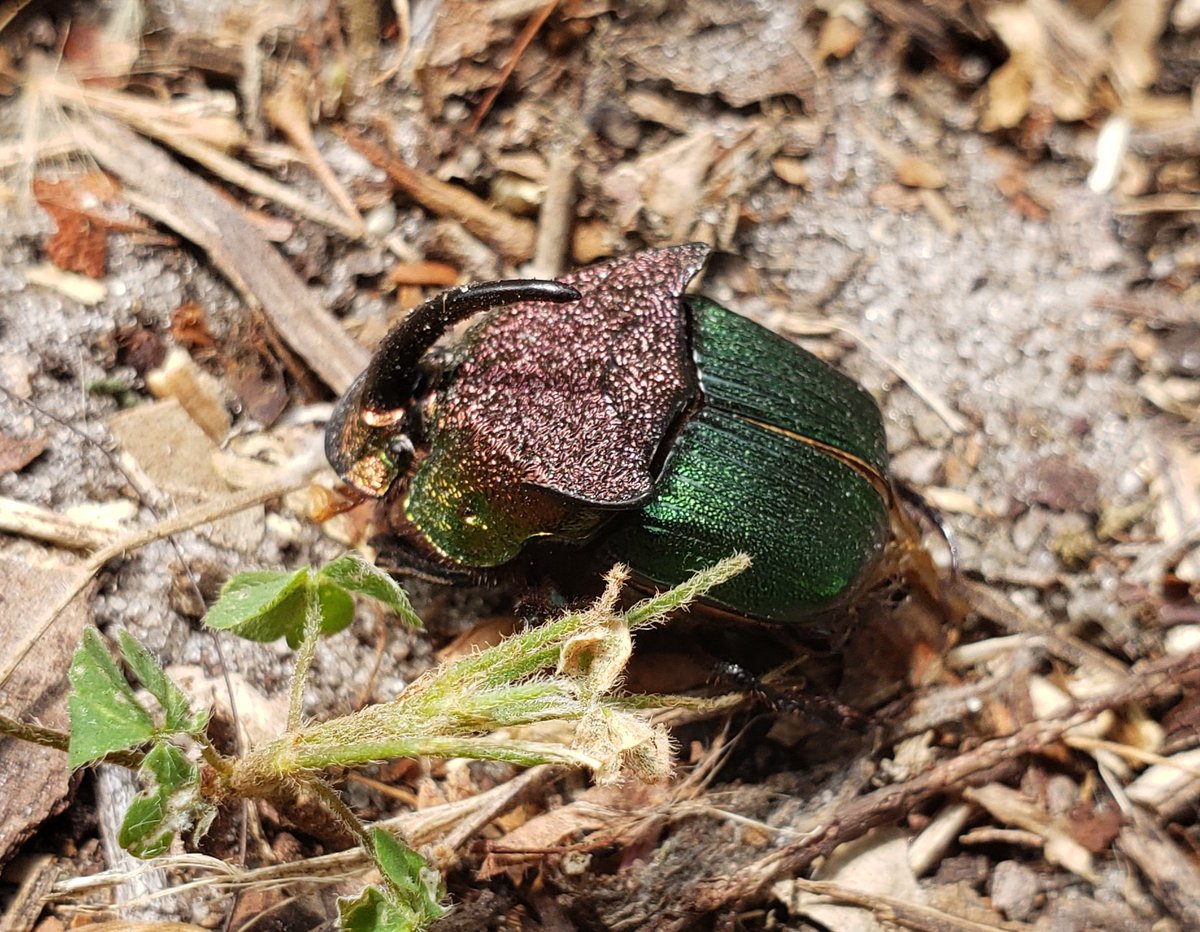 Paxson 🌿🐦🏳️‍🌈 tweet media