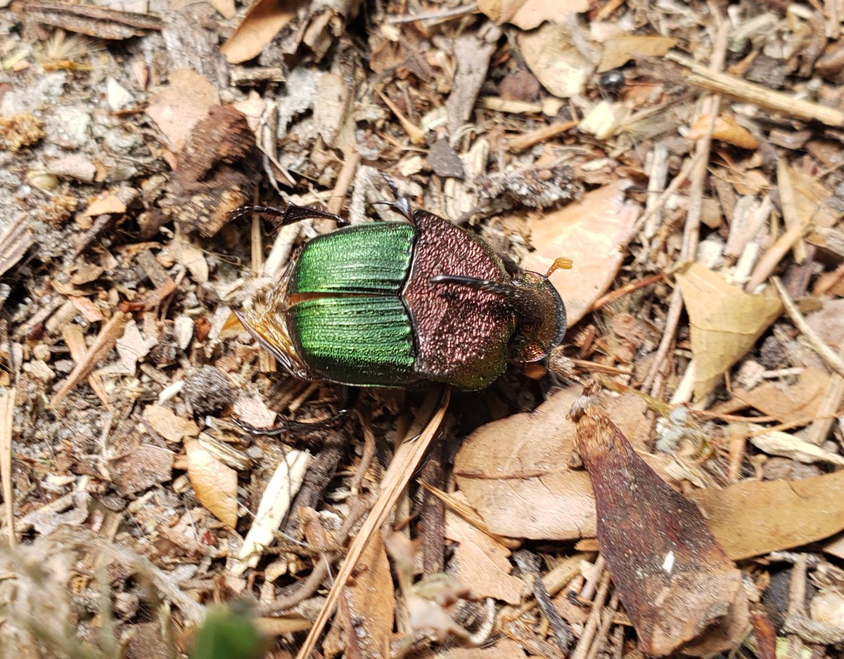 Paxson 🌿🐦🏳️‍🌈 tweet media