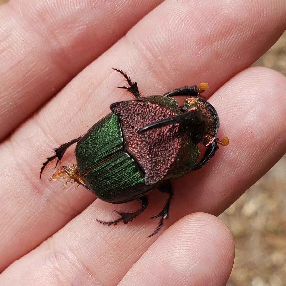 Paxson 🌿🐦🏳️‍🌈 tweet media