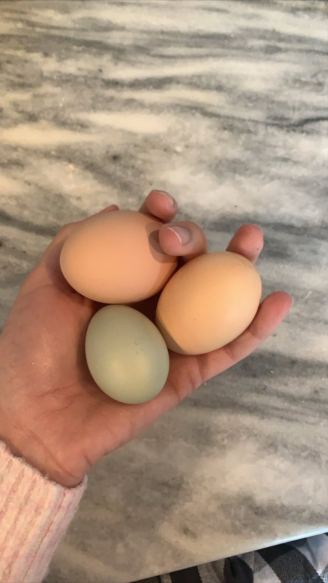 Fresh Easter Eggs from the coop!