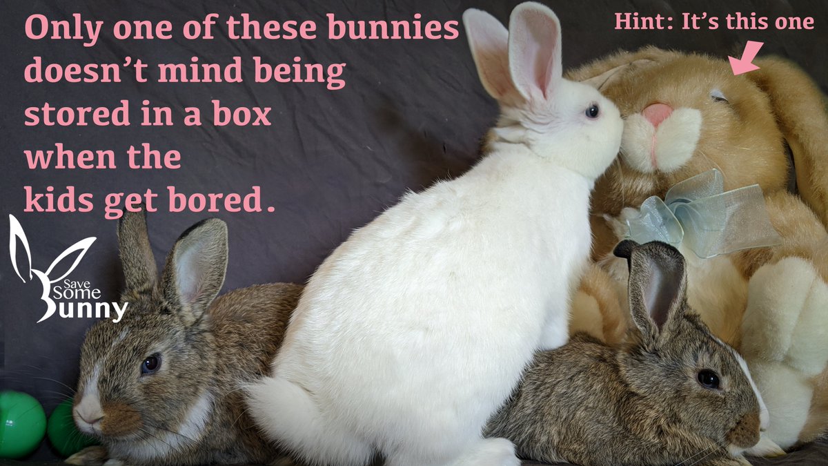 Puppies and kittens need space to run around. Bunnies do, too! Learn how to keep a bunny happy. Talk to a rescue near you or visit Rabbit.org. These buns will be available for adoption as soon as they're fixed! SaveSomeBunny.org #ahutchisnotenough #EasterBunny